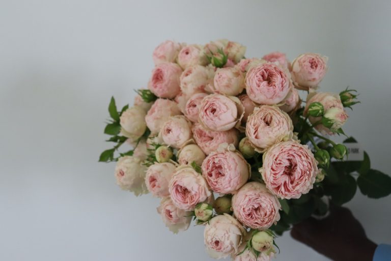 WhatsApp Image 2025-05-28 at 10.36.25_aa9122d4