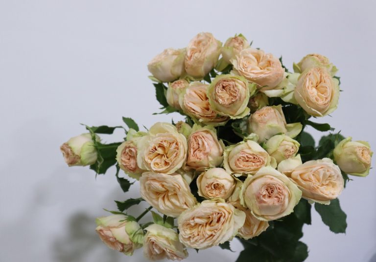 WhatsApp Image 2025-05-28 at 10.36.30_4be493c2