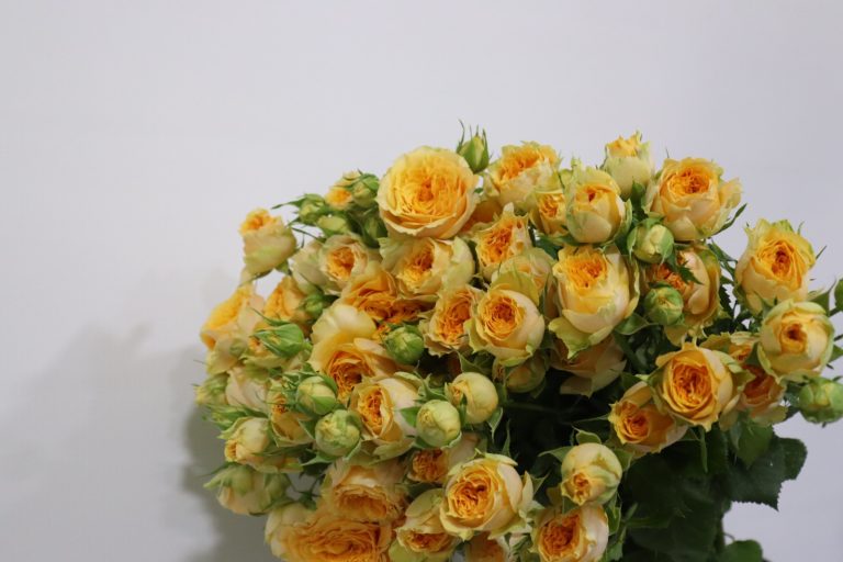 WhatsApp Image 2025-05-28 at 10.36.31_5a7a3255