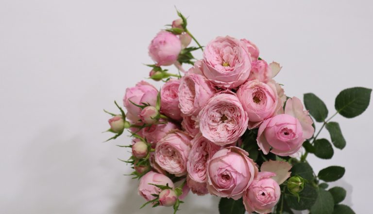 WhatsApp Image 2025-05-28 at 10.36.32_622db547